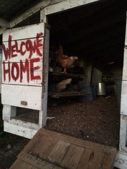 Chicken home